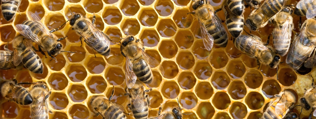 Прополис в козметиката: Пчелния дар за красива кожа