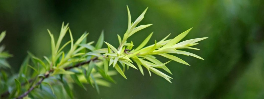 Как маслото от чаено дърво помага за лечението на хемороиди?