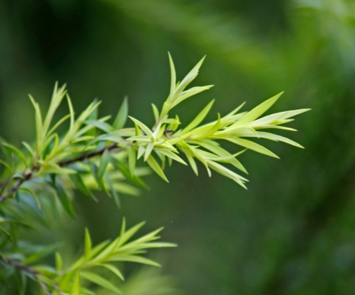 Мехлем от чаено дърво за кожни раздразнения