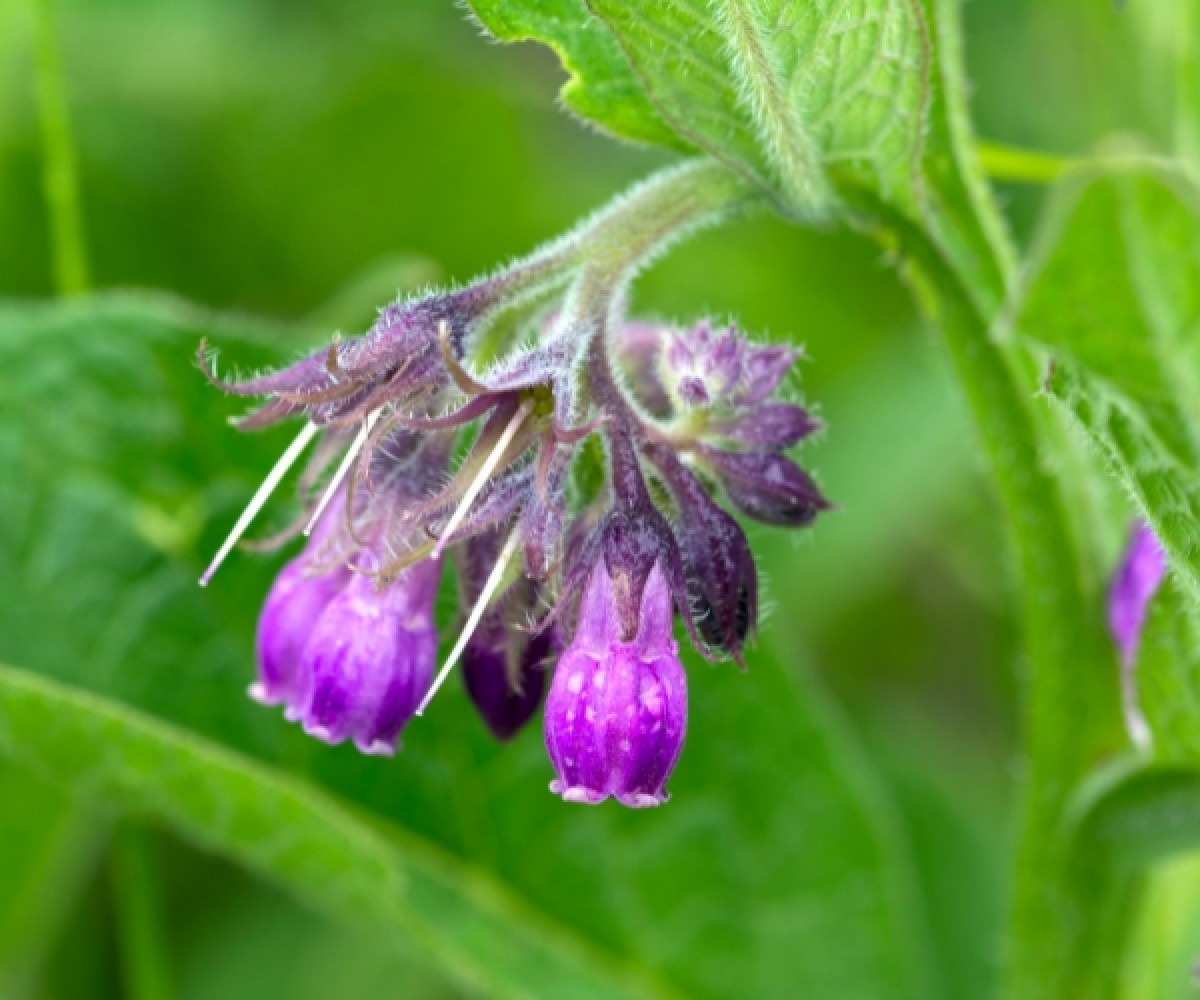Мехлем с черен оман за ставни болки