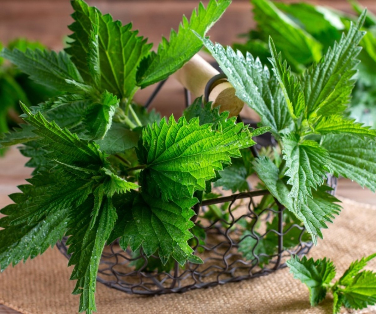 Мехлем с черен оман и коприва за ставни болки