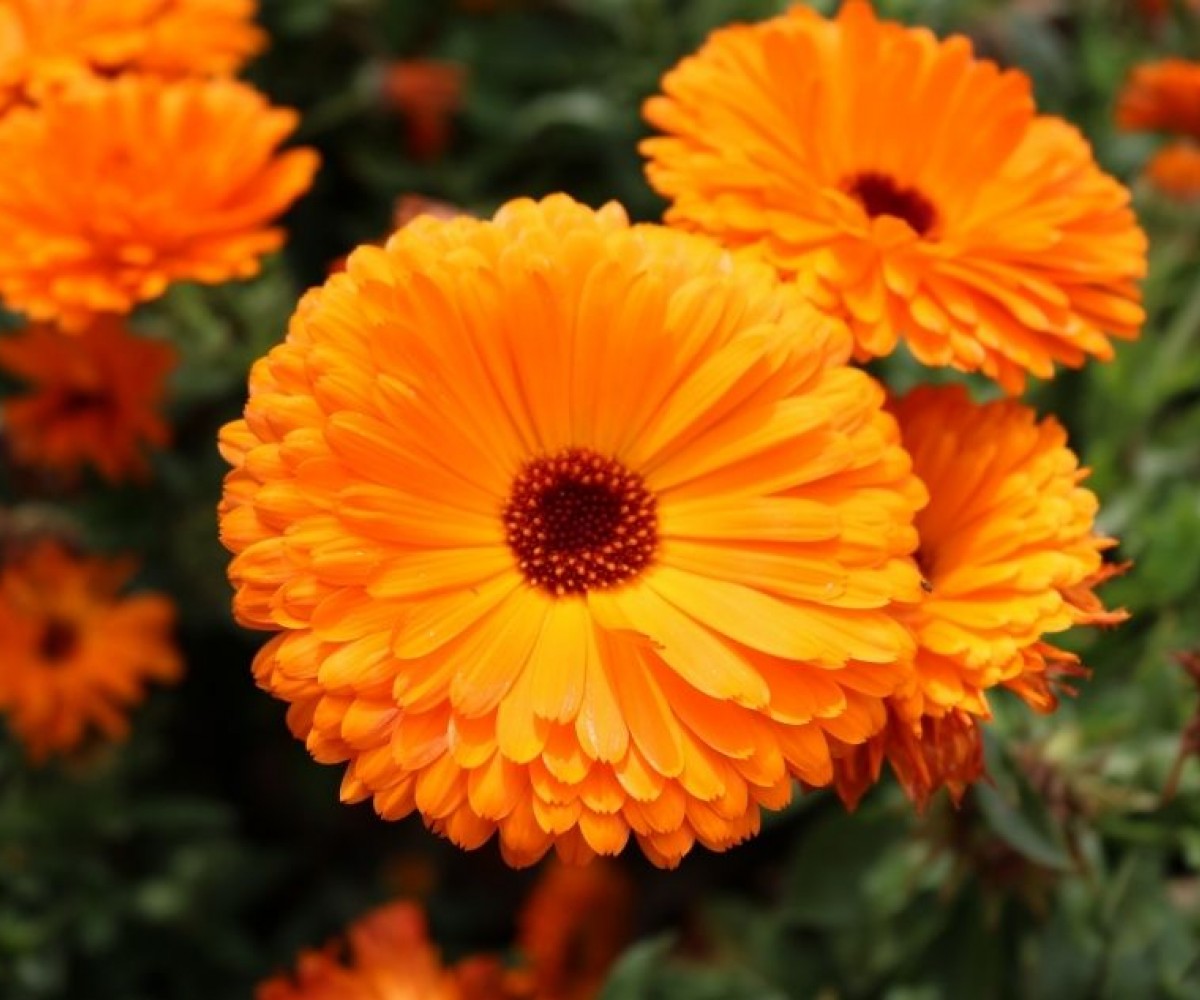 Мехлем с невен за рани и изгаряния