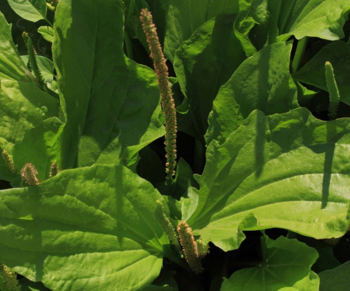 Мехлем от цинков оксид за кожни раздразнения