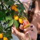 DOZZA Energy Енергиен шот Spicy Orange - 60мл - Benepura.bg DOZZA Energy Енергиен шот Spicy Orange - 60мл