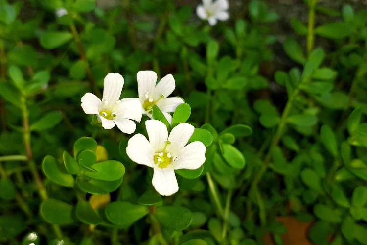 Bacopa monnieri