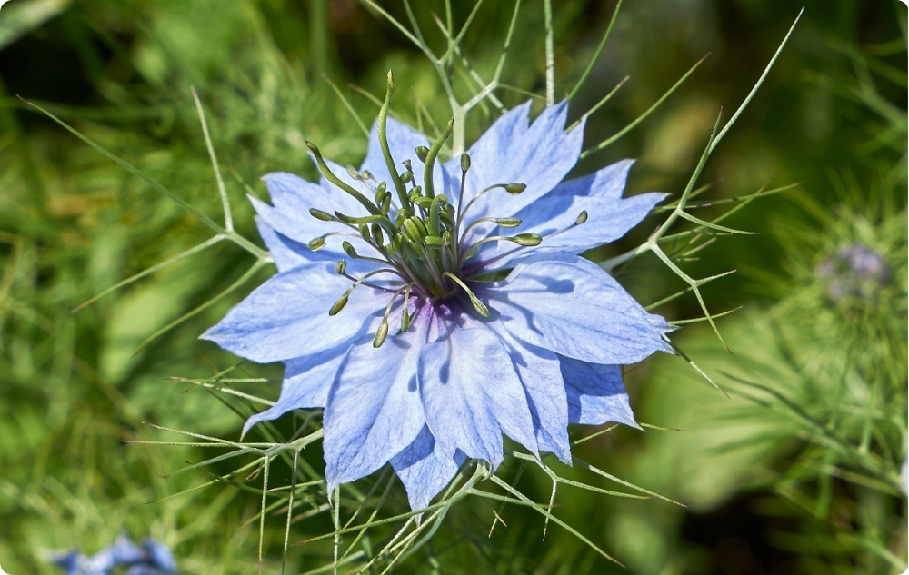 За какво помога растителното масло от Черен Кимион?