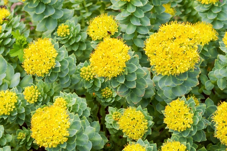 Rhodiola rosea