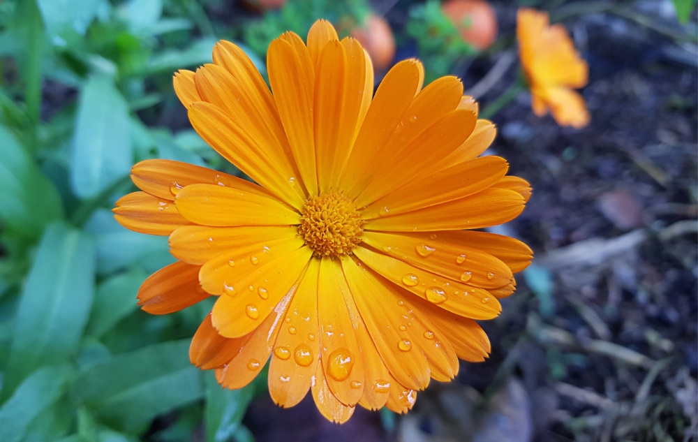 Мехлем Невен с билки при Рани и Изгаряния - 40мл