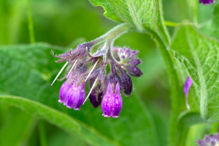 Мехлем Черен оман с билки при Ставни болки - 40мл