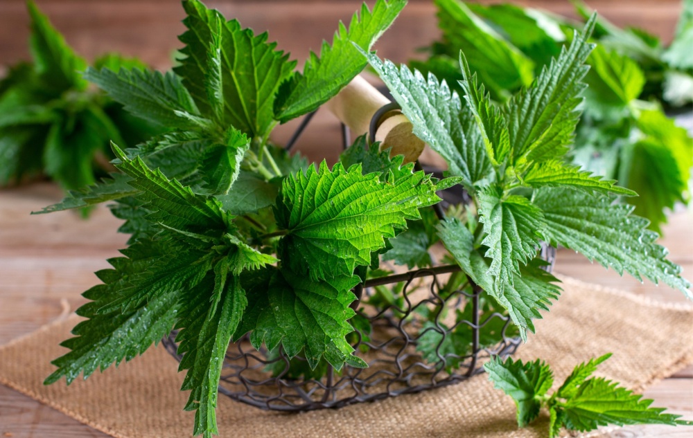 Мехлем Черен оман и Коприва с билки при Ставни болки - 40мл