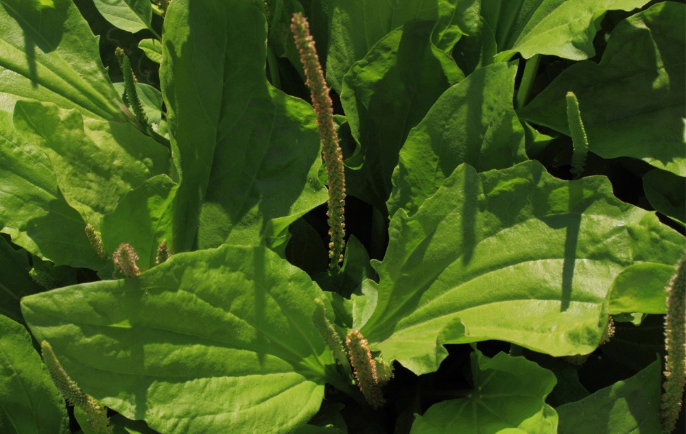 Мехлем с Цинк и билки при Кожни раздразнения - 40мл